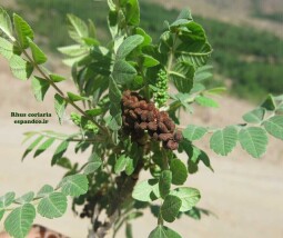 سماق کوهی
